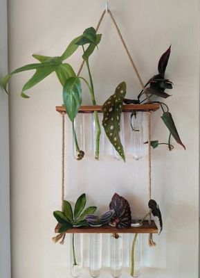 202407 OEM 水栽培用花瓶栽培植物のための植物増殖ステーション スタートステーション