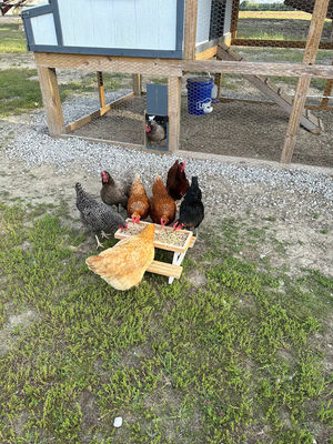 ペットフィッダー ミニピクニックテーブル 小さい動物のためのチキンフィッダー