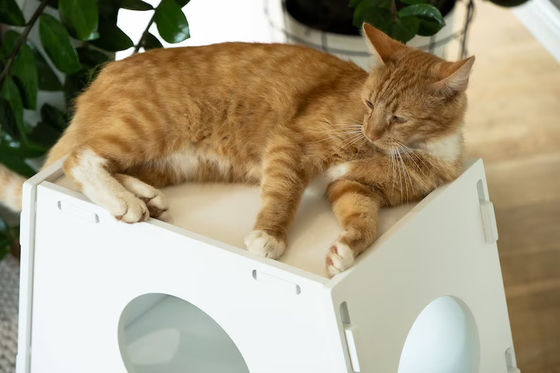 木製のストール 家電 現代の室内 ペットケージ 犬と猫のための家 客室